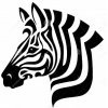 Equus zebra